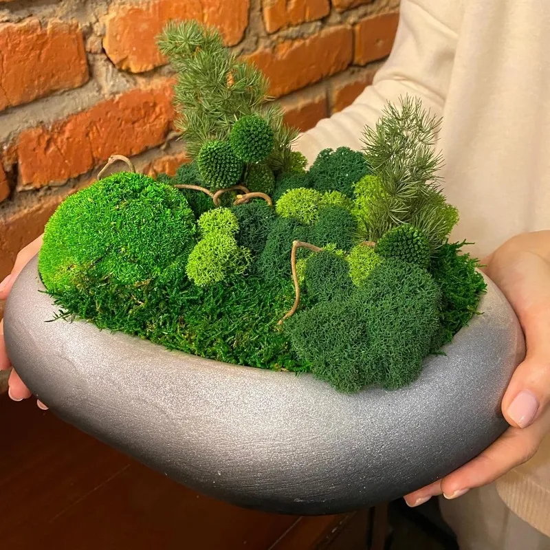 Ewiges Leben Moosgras Künstlic – Sphagnum Moss Dry Bewertung und Preis