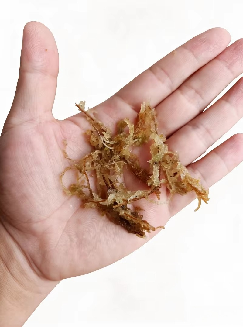 Premium-Sphagnummoos für Orchi – Sphagnum Moss Dry Bewertung und Preis